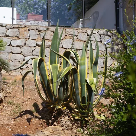 Aura Petra